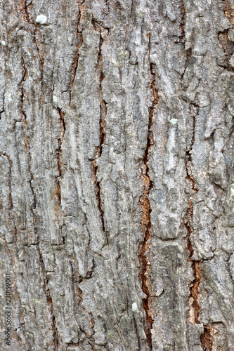 bark nature pattern texture for background.