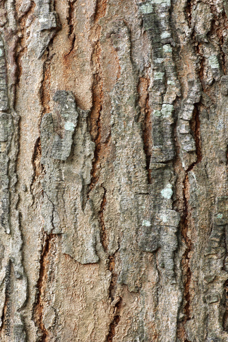 dry bark nature pattern texture for background.