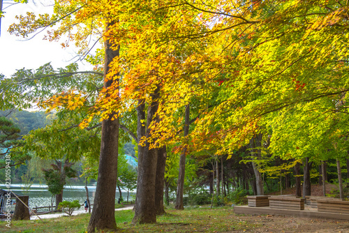 colorful leaves in season changes.