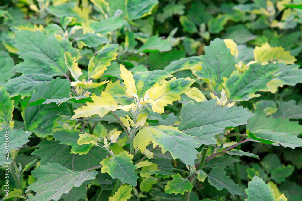 Obraz premium Chenopodium album leaves in spring