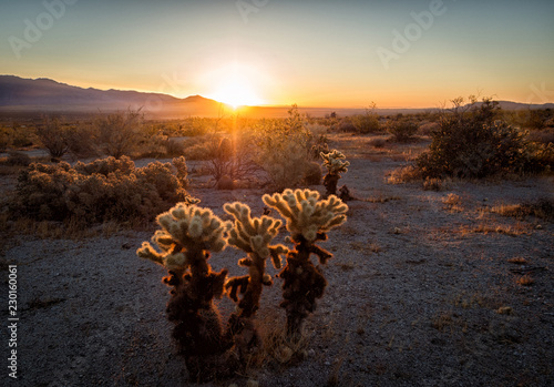 Cholla Cactus, Anza-BORREGO DESERT at sunrise