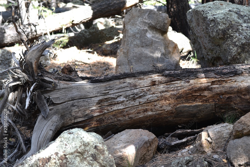 Fallen tree on rocky terrain Fallen tree on rocky terrain