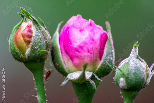 Pink Rose Buds