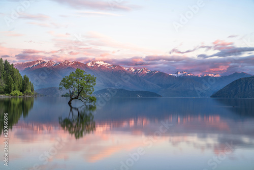 lonely tree in the lake