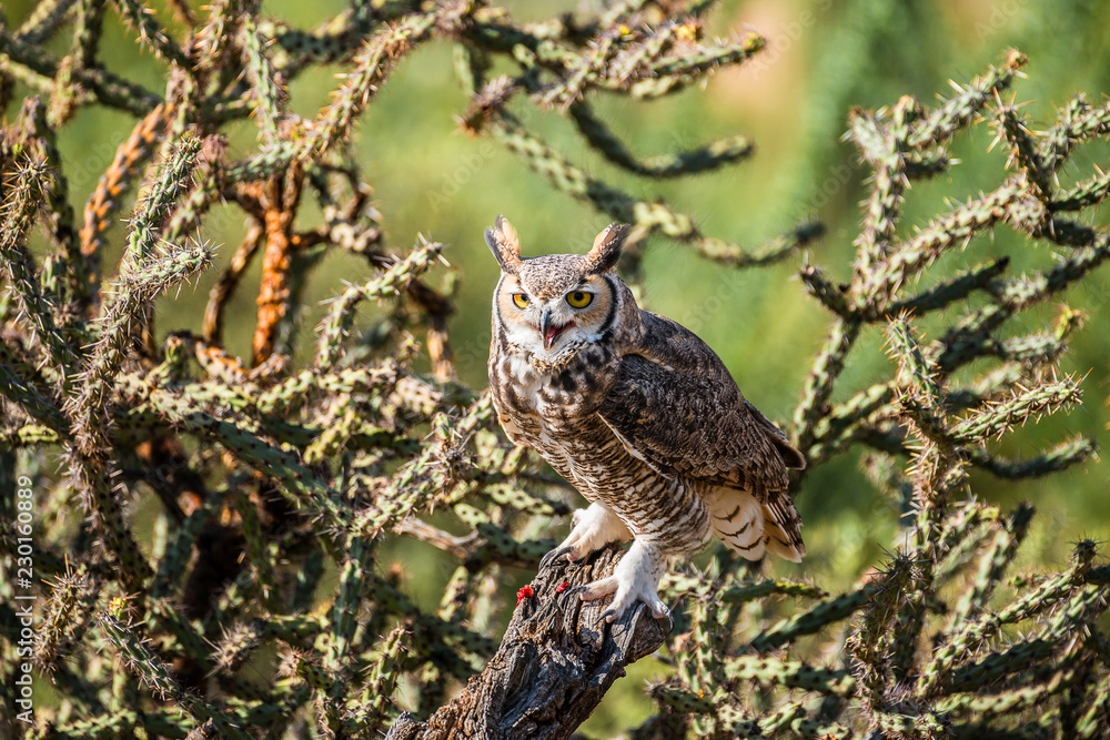Great horned Owl Great horned Owl