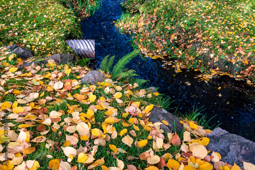 Yellow cottonwood leaves scattered on a green lawn, and stream with drainage culvert opening to it
 photo