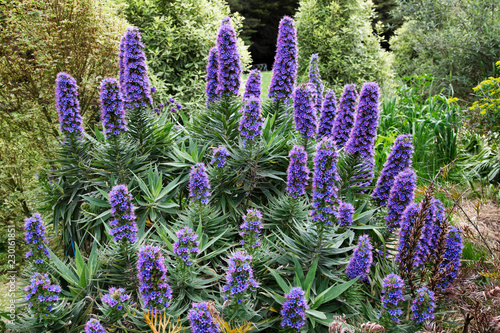 Purple lavender garden plant