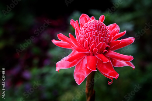 Canvas Print tropical flower red torch ginger or etlingera elatior or zingiberaceae in Thaila