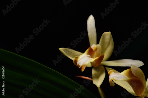 Yellow wild orchid,dark background. Five petals of yellow petals.The pistils are white and maroon and yellow.Yellow stamens on top. The flower is a bouquet.Found in the wild in Thailand.