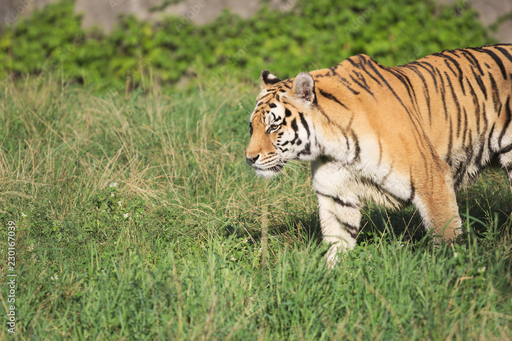 Fototapeta premium Tiger in zoo
