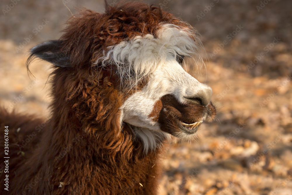 Alpaca (Lama). Alpaca is a domestic cloven-hoofed animal from the camel  family. Bred in the Alpine zone of South America (Andes). Stock Photo |  Adobe Stock
