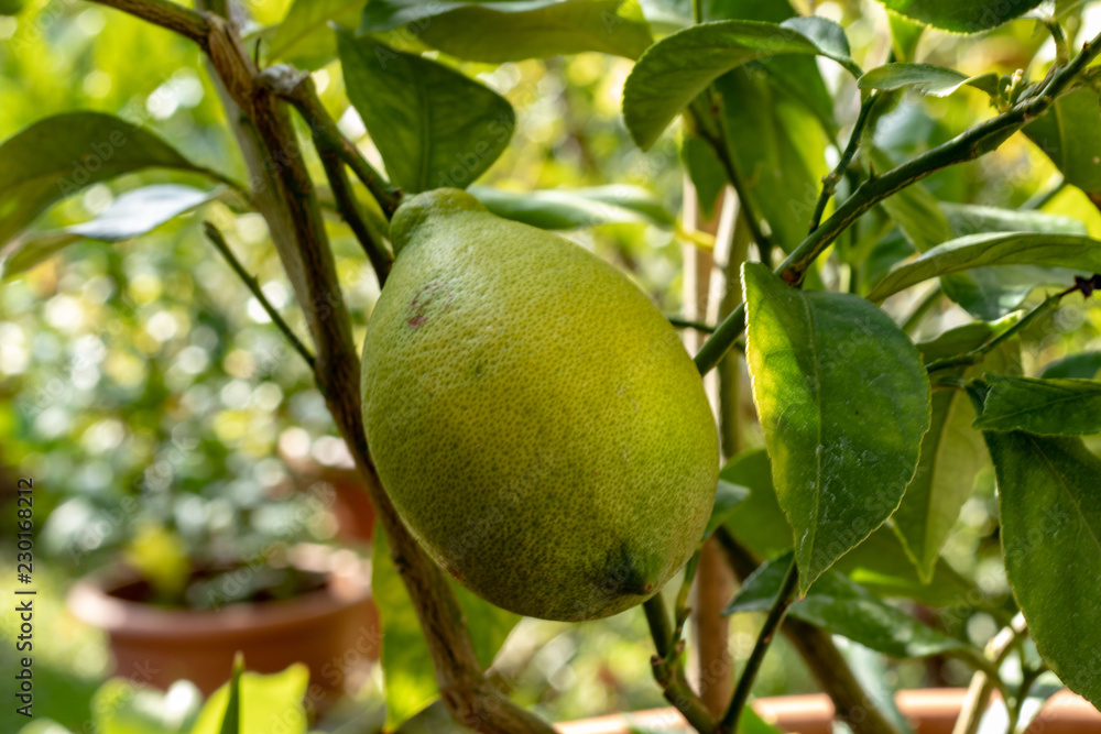 Zitruspflanze in Topf