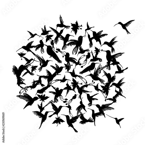 Colibri collection, sketch for your design