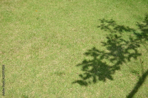 Tree shadow on short green grass in spring.