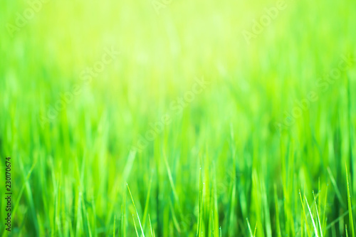 Morning dew on green grass yellow light, Blur green background