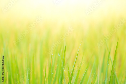 Morning dew on green grass with morning sunlight. Seleted focus. Background
