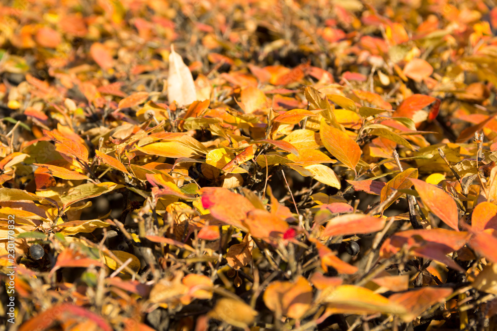 Hedge of shrubs Aronia, Close-up, background. Autumn yellow and red leaves
