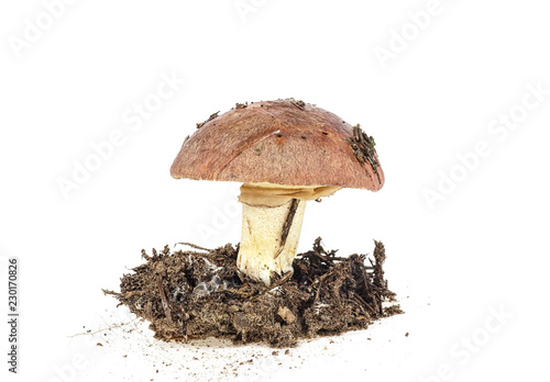 One brown mushroom in soil substrate isolated against white background