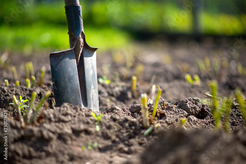 shovel in the garden of potatoes photo