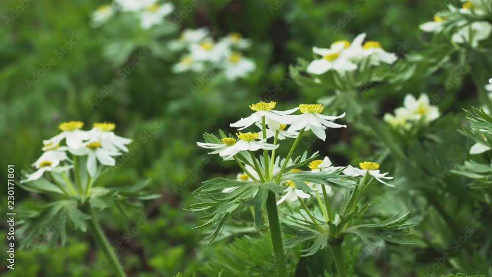 風に揺れるハクサンイチゲの花