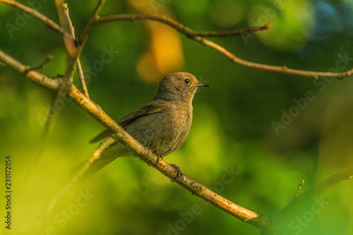 Wildpark Eichert photo