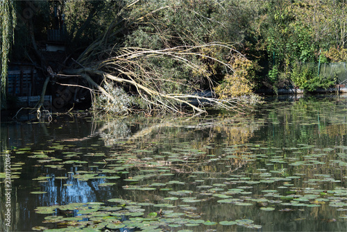 paysage dans les hortillonnages d Amiens dans la Somme en France