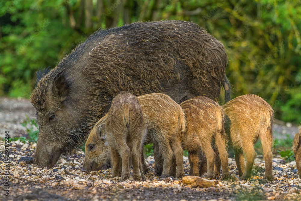Wildpark Eichert Wildpark Eichert