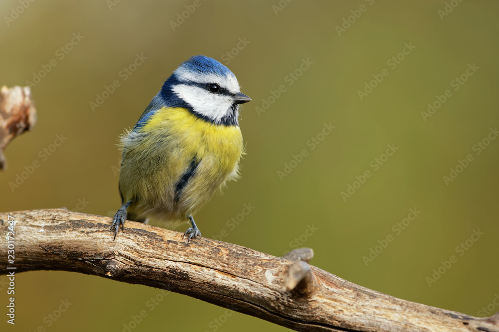 Blaumeise Blaumeise