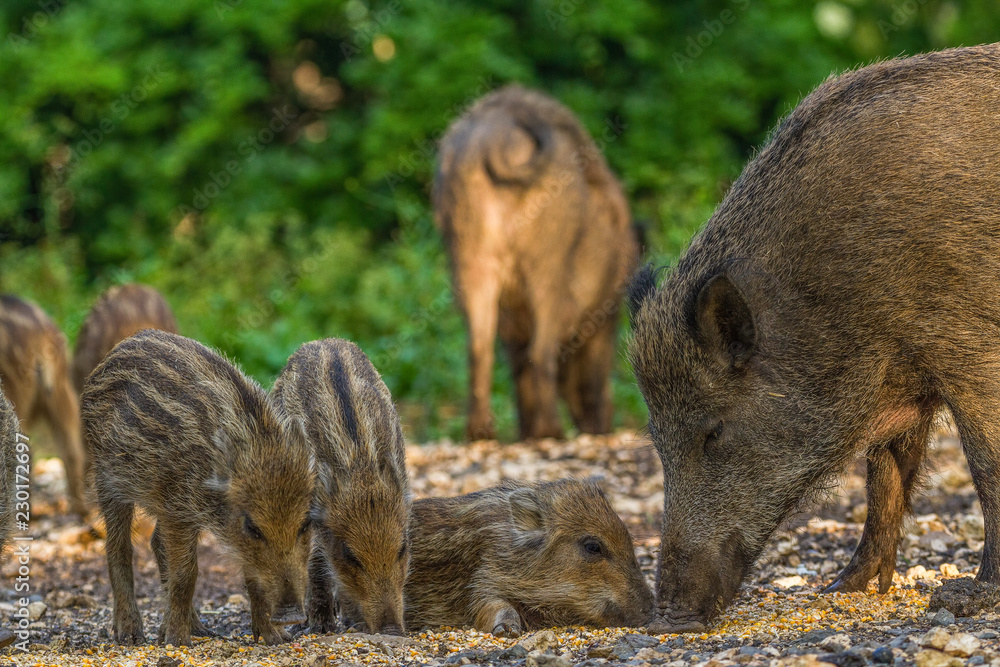Wildpark Eichert Wildpark Eichert