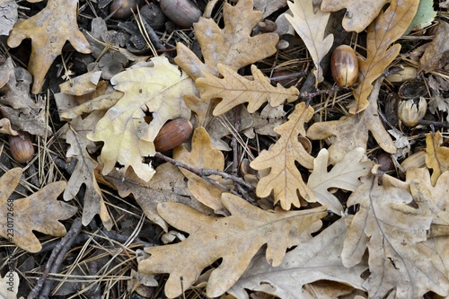 Acorns and oak leaves