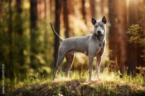 dog breed Thai ridgeback stands in the forest photo