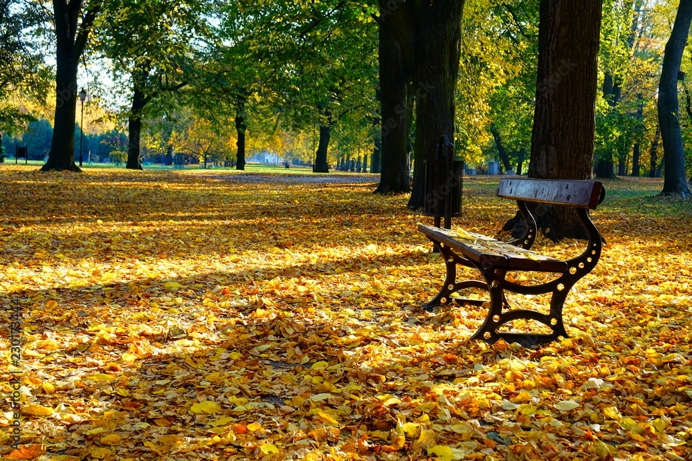 Beautiful autumn landscape - autumn alley and bench - golden autumn in park

