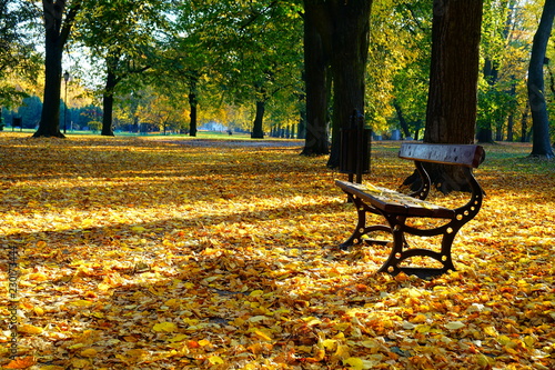 Beautiful autumn landscape - autumn alley and bench - golden autumn in park   © skorpionik00