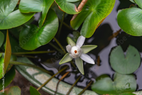 Wallpaper Mural 水盤に咲く睡蓮 Torontodigital.ca