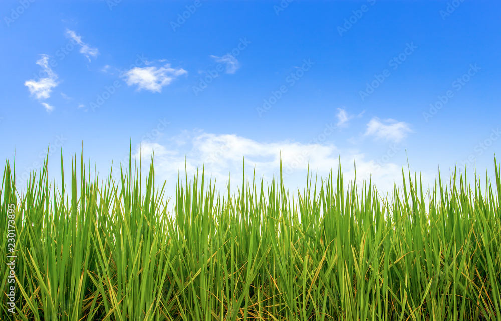 rice field with blue sky with soft-focus and over light in the background