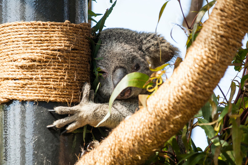 Photography Koala