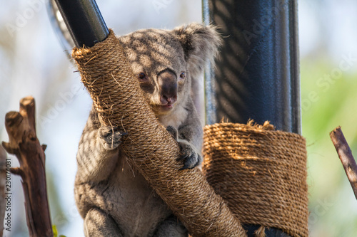 Photography Koala