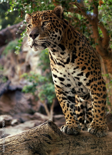 leopard in the tropical forest 