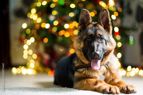 German Shepherd dog lies on the floor near the Christmas tree © fast_9