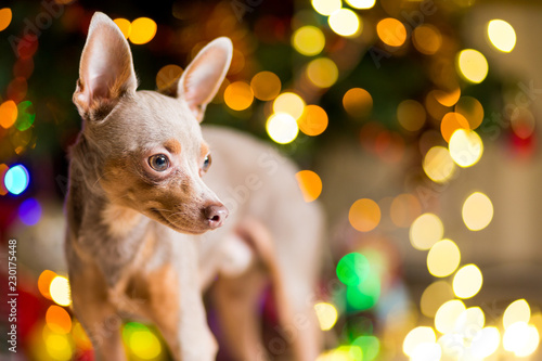 Dog Toy Terrier is a light brown color on the background of lights Christmas , bokeh.