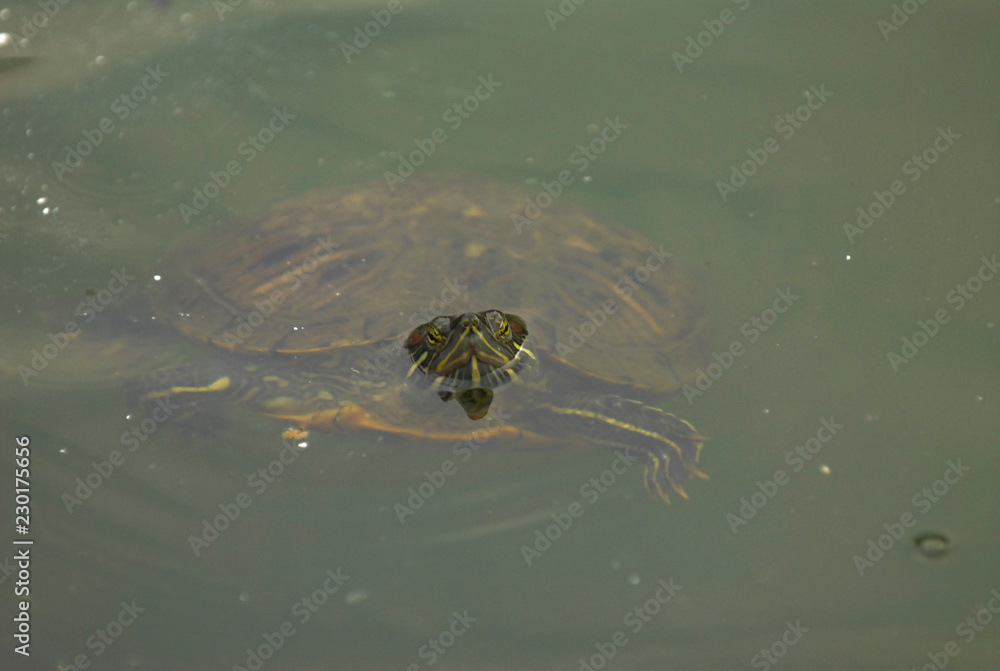 Turtle in New York City pond Turtle in New York City pond