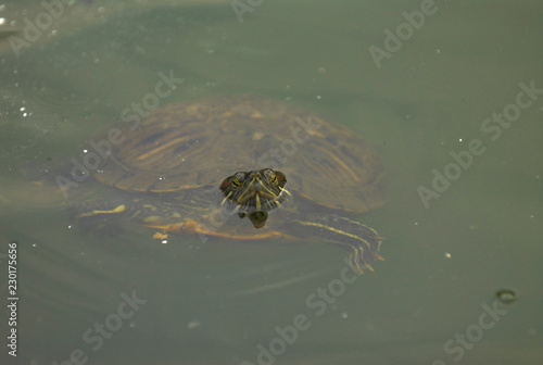 Turtle in New York City pond