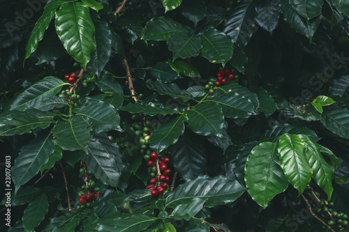 Coffee tree with cherry bean. nature background, vintage color effect