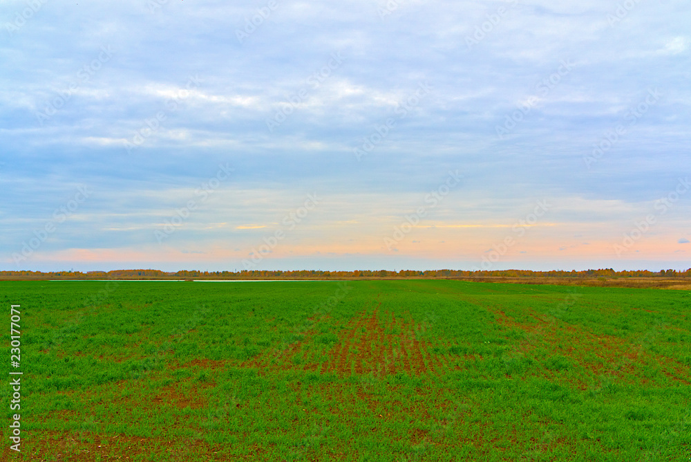 Field of winter grain plants.