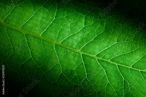 green leaf of a plant close up