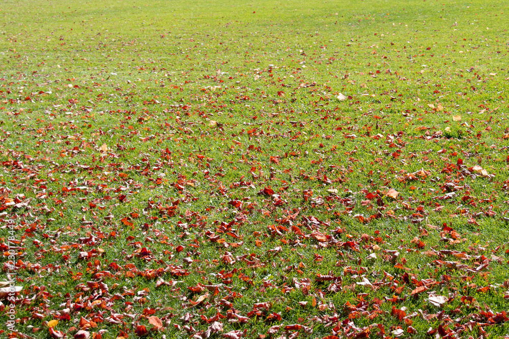 withered brown leaves lying on the green grass