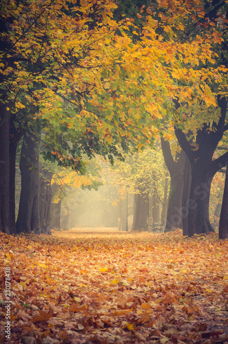 Fototapeta Naklejka Na Ścianę i Meble -  Autumn colorful tree alley in the park on a foggy day in Krakow, Poland