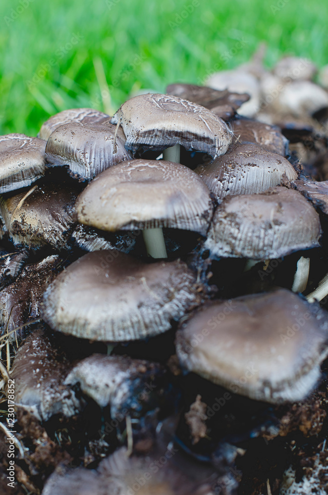 The tops of the dirty brown mushrooms growing in the backyard on the lawn. The tops of the dirty brown mushrooms growing in the backyard on the lawn.