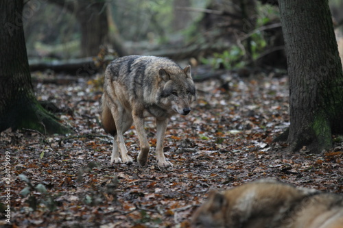 Europäischer grauer Wolf läuft über Waldboden
