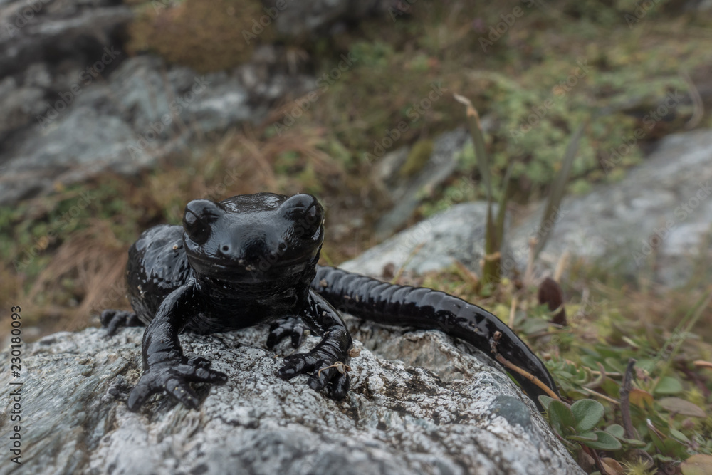 alpensalamander alpensalamander
